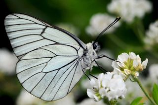 Al Beyaz (Aporia crataegi)