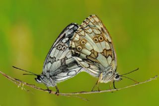 Orman Melikesi (Melanargia galathea)