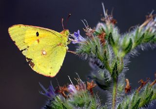 Sar Azamet (Colias croceus)