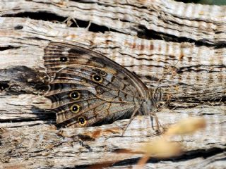 Aa Esmeri (Kirinia roxelana)