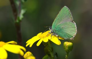 Zmrt (Callophrys rubi)