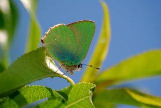 Zmrt (Callophrys rubi)