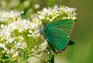 Zmrt (Callophrys rubi)