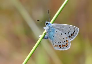 okgzl Meneke Mavisi (Polyommatus thersites)