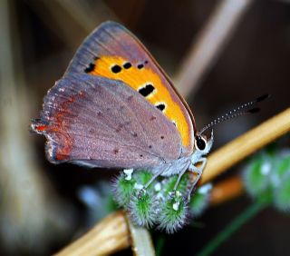 Benekli Bakr Gzeli (Lycaena phlaeas)