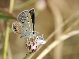 Mcevher Kelebei (Chilades trochylus)
