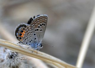 Mcevher Kelebei (Chilades trochylus)