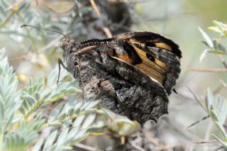 Gney Kzlmelei (Hipparchia senthes)
