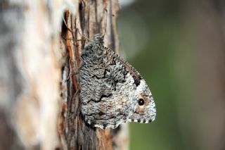 Byk Karamelek (Hipparchia syriaca)