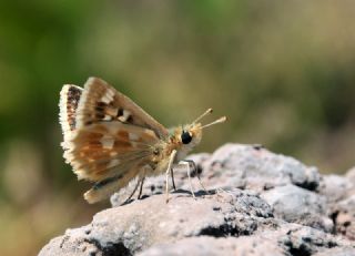 Anadolu Zpzp (Muschampia proteides)