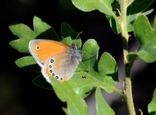 Rus Zpzp Perisi (Coenonympha leander)