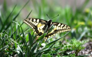 Krlangkuyruk (Papilio machaon)