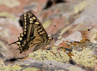 Krlangkuyruk (Papilio machaon)