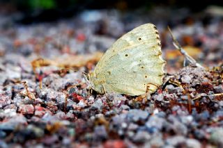 Kaya Esmeri (Kirinia clymene)