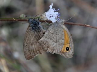 Esmerperi (Hyponephele lupina)