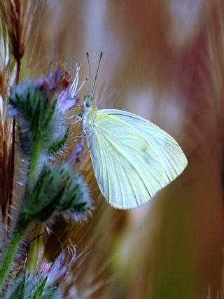 Byk Beyazmelek  (Pieris brassicae)