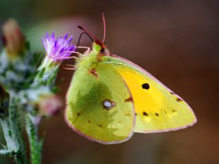 Sar Azamet (Colias croceus)