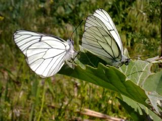 Al Beyaz (Aporia crataegi)