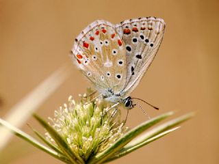 okgzl Anadolu illi Mavisi (Polyommatus ossmar)