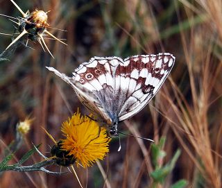 Anadolu Melikesi (Melanargia larissa)
