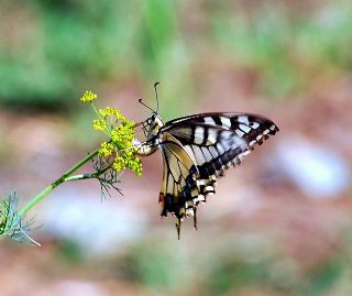 Krlangkuyruk (Papilio machaon)