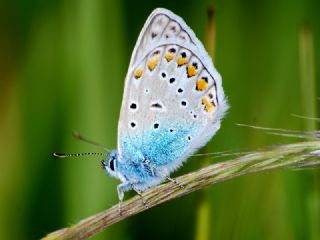 okgzl Mavi (Polyommatus icarus)