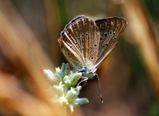 Anormal okgzl (Polyommatus admetus)