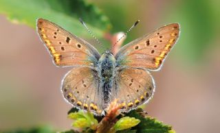 Uygur Gzelesmeri (Proterebia afra)