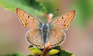 sli Bakr Gzeli (Lycaena tityrus)