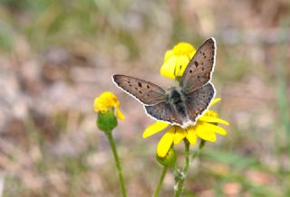 sli Bakr Gzeli (Lycaena tityrus)
