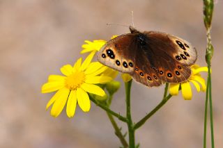 Uygur Gzelesmeri (Proterebia afra)