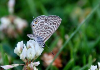 Mavi Zebra (Leptotes pirithous)