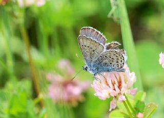 Gm Lekeli Esmergz (Plebejus argus)
