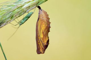 Diken Kelebei (Vanessa cardui)