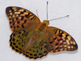 Bahadr (Argynnis pandora)