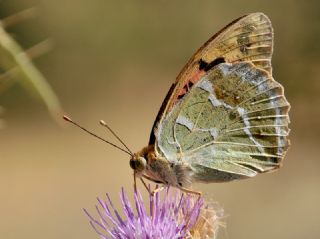 Bahadr (Argynnis pandora)