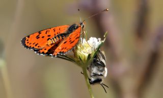 Benekli parhan (Melitaea didyma)
