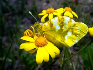 Zegris (Zegris eupheme)