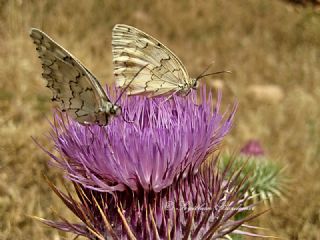 l Melikesi (Melanargia grumi)