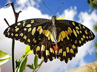 Nusaybin Gzeli (Papilio demoleus)