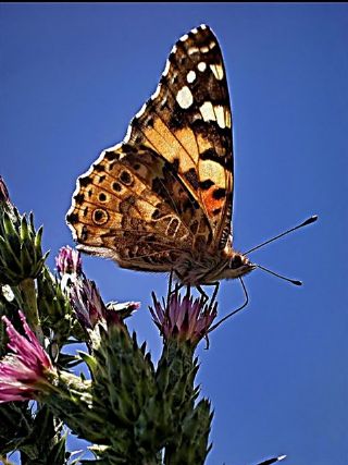 Diken Kelebei (Vanessa cardui)