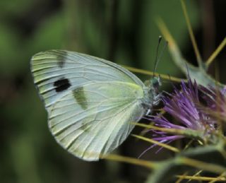 Zegris (Zegris eupheme)