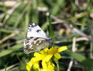 Yeni Beneklimelek (Pontia edusa)