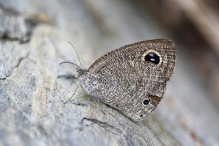 Karagz (Ypthima asterope)