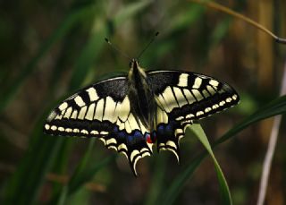 Krlangkuyruk (Papilio machaon)