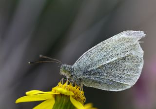 Kk Beyazmelek (Pieris rapae)