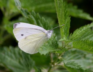 Kk Beyazmelek (Pieris rapae)