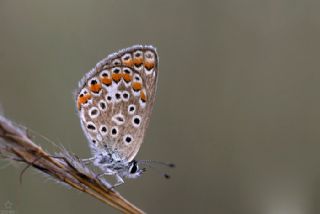 okgzl Esmer (Aricia agestis)