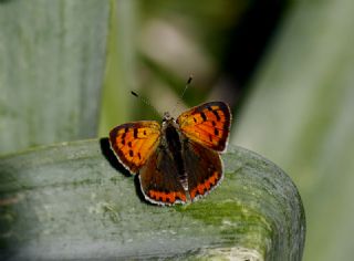 Benekli Bakr Gzeli (Lycaena phlaeas)