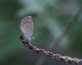 Karsandra (Zizeeria karsandra)